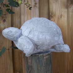 Schildpad 1659